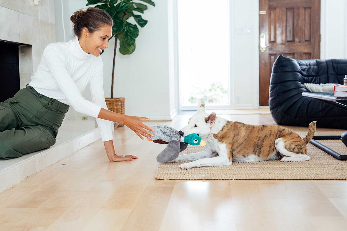 5 Crinkle Toys for Dogs That Stand Above the Rest