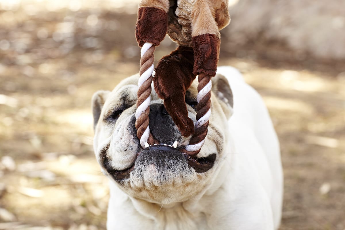 Pain Management Home Remedies for Dog Arthritis – Furtropolis