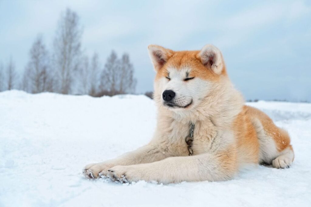 akita laying in the snow
