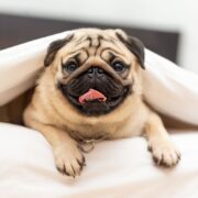 best toys for pugs