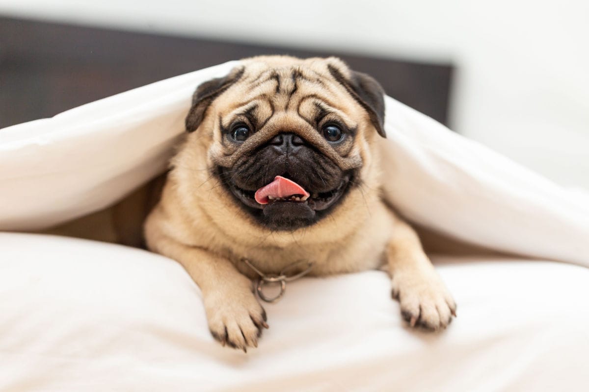 12 of the Best Toys for Pugs
