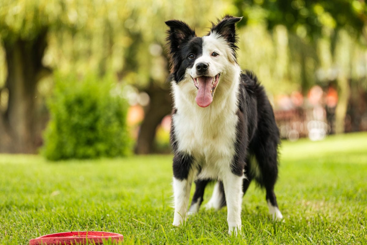 are border collies good hunting dogs