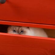 why do cats hide