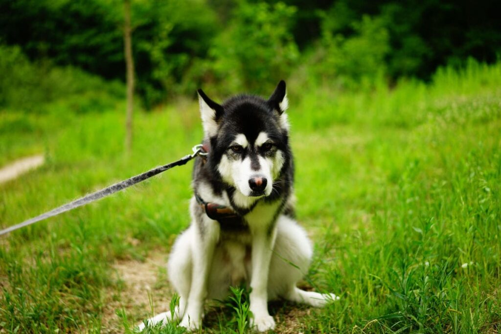 constipated husky dog. how to treat constipation in dogs