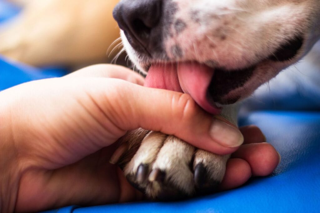 a dog licking its paw