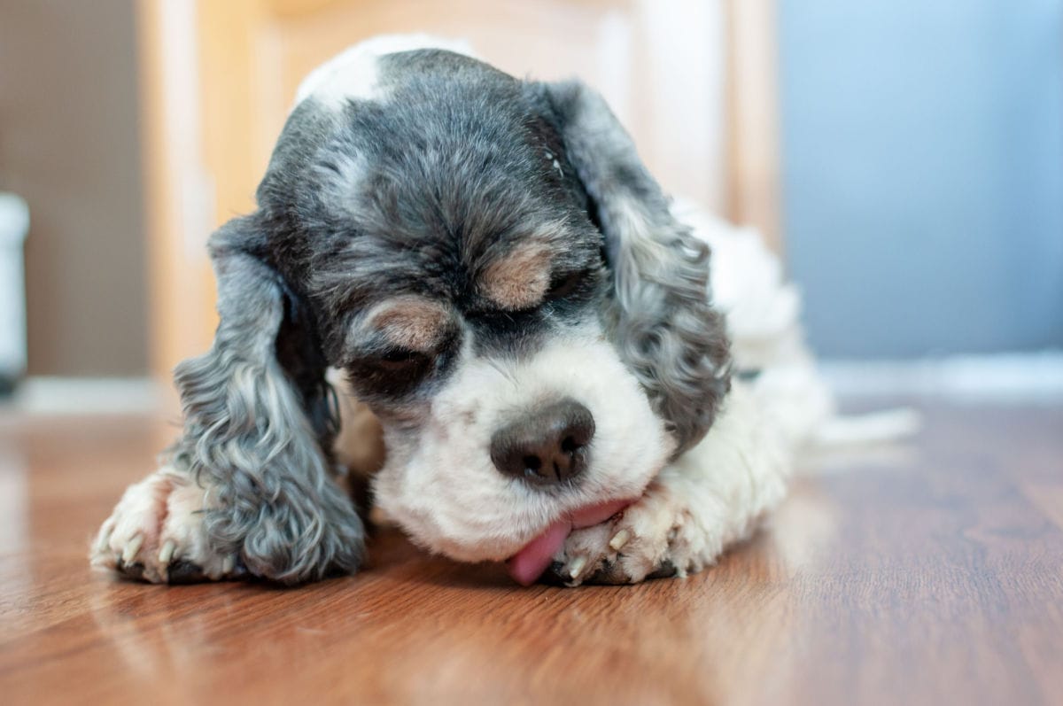 Slurp Slurp: Why Do Dogs Lick Their Paws?