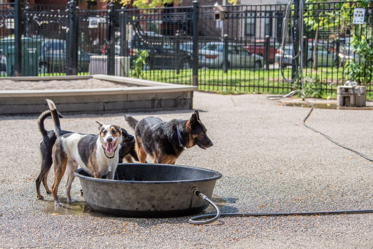 Dog Park Etiquette: How Hounds (and Humans) Should Behave