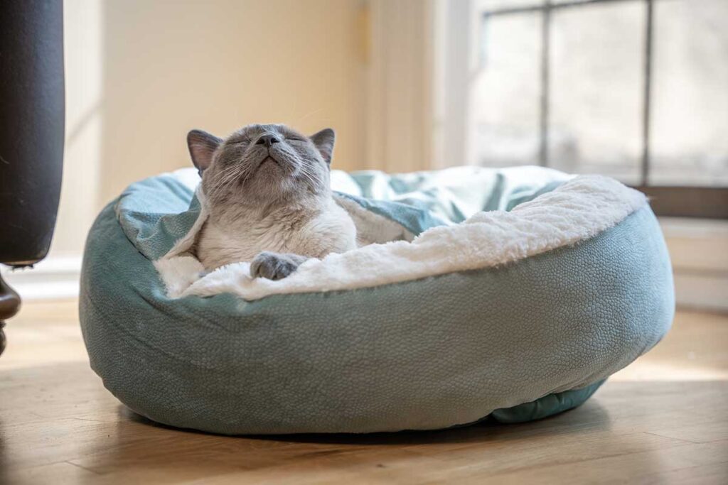 cat in bed