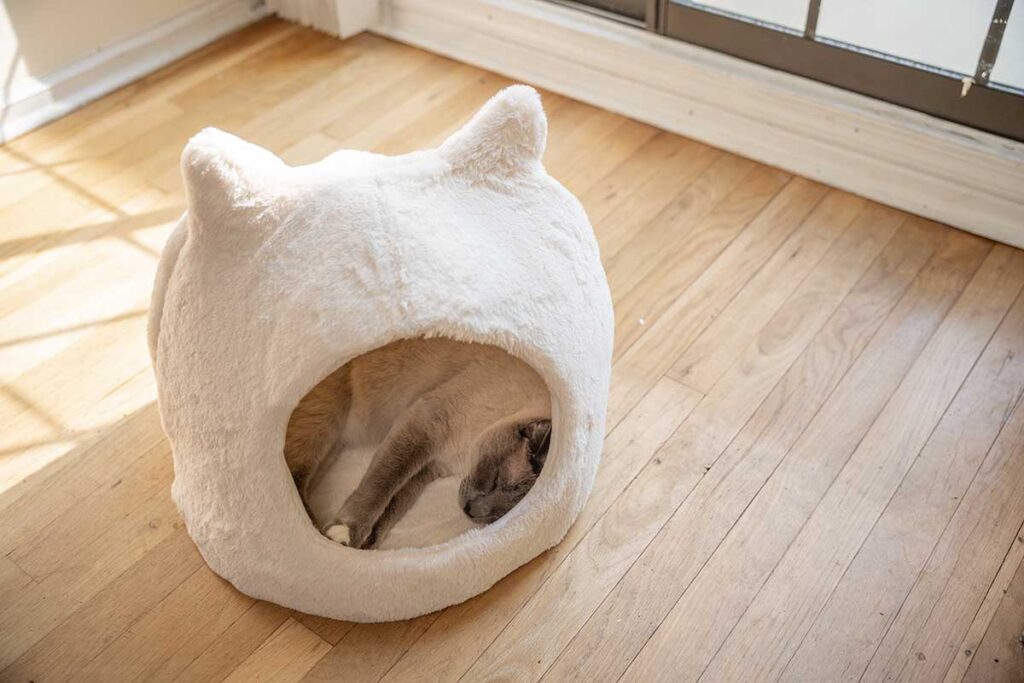 cat in hut bed