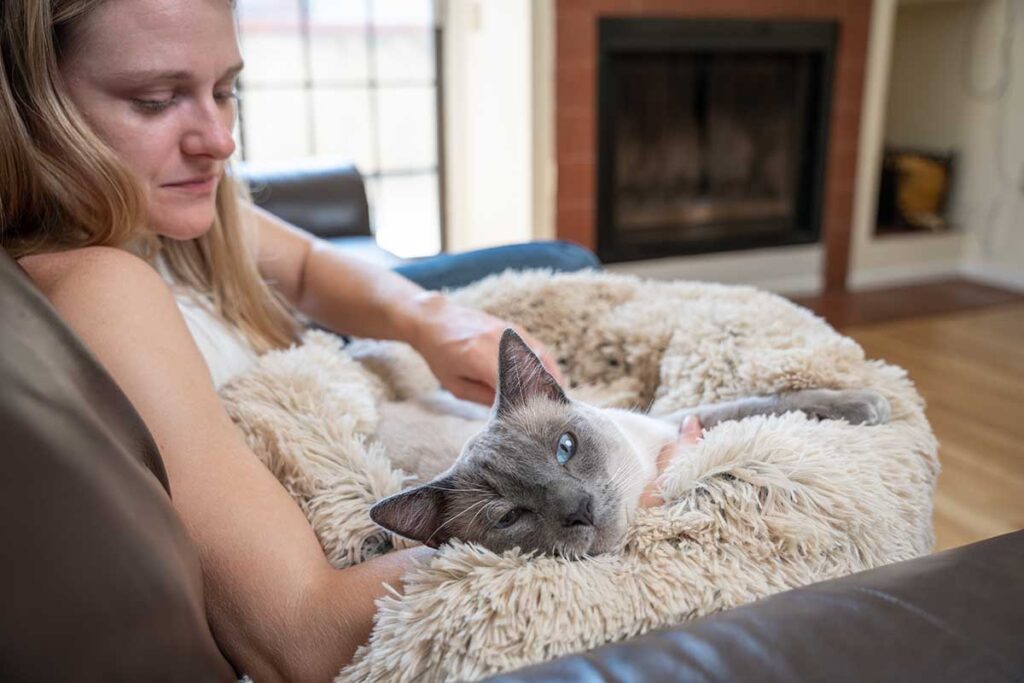 cat on bed in humans lap