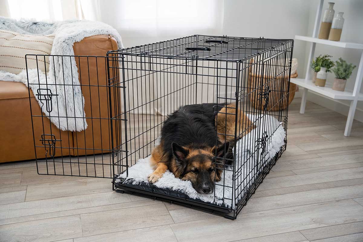 Pain Management Home Remedies for Dog Arthritis – Furtropolis