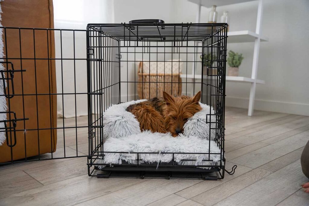 Teach Your Anxious Dog to Be Calm in a Dog Crate