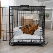 beds for dog crates