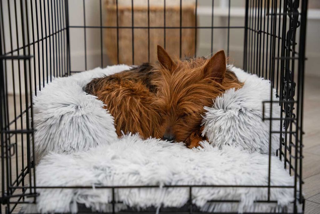 dog curled up in crate bed