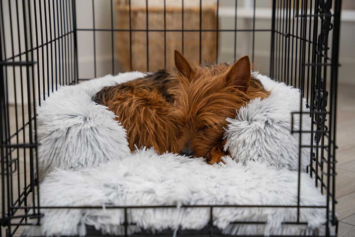 is it better to cover dog crate
