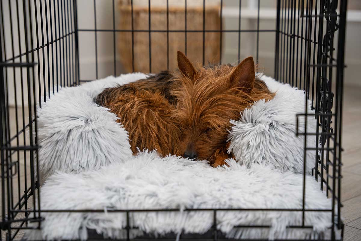 Beds For Dog Crates That Are Both Comfortable Functional Furtropolis