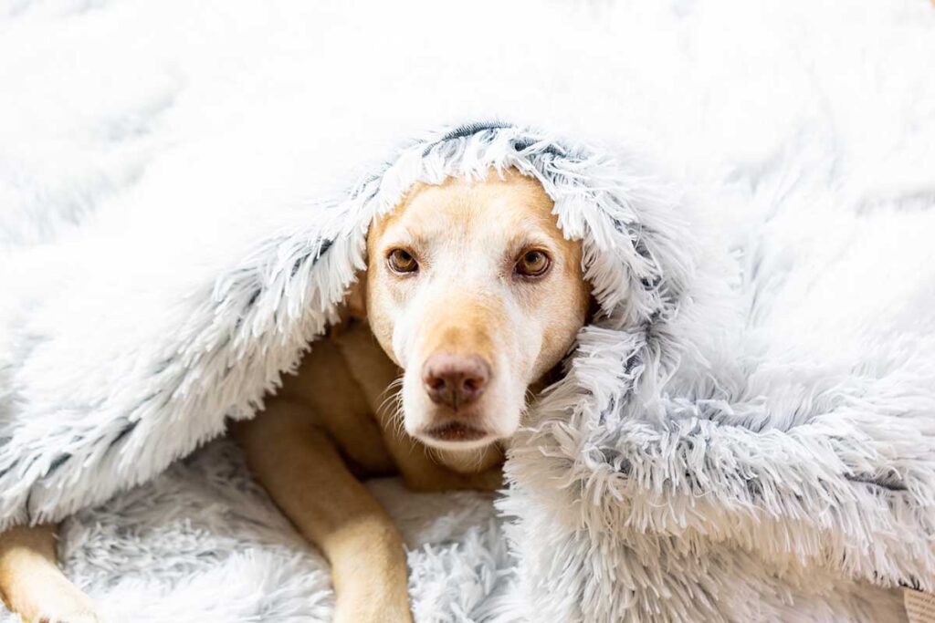 dog under shag blanket
