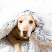 how to keep dogs warm in winter