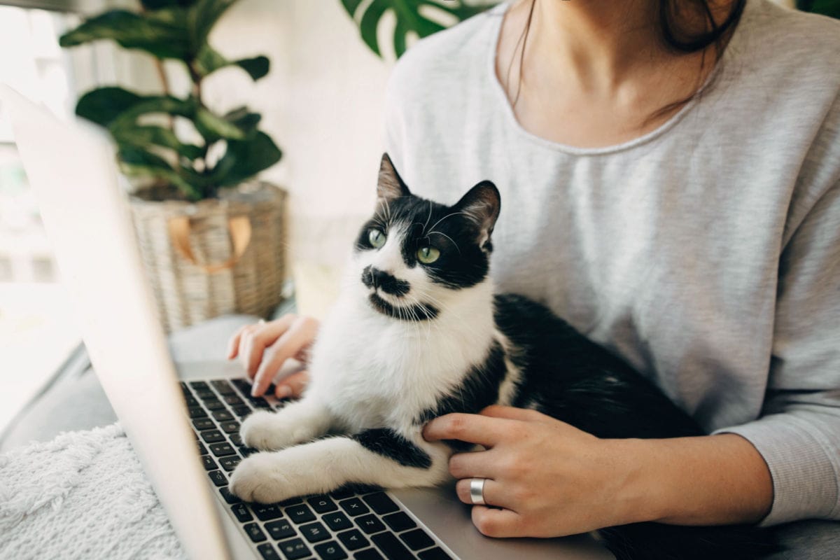 Can You Cat-Proof Your Laptop?