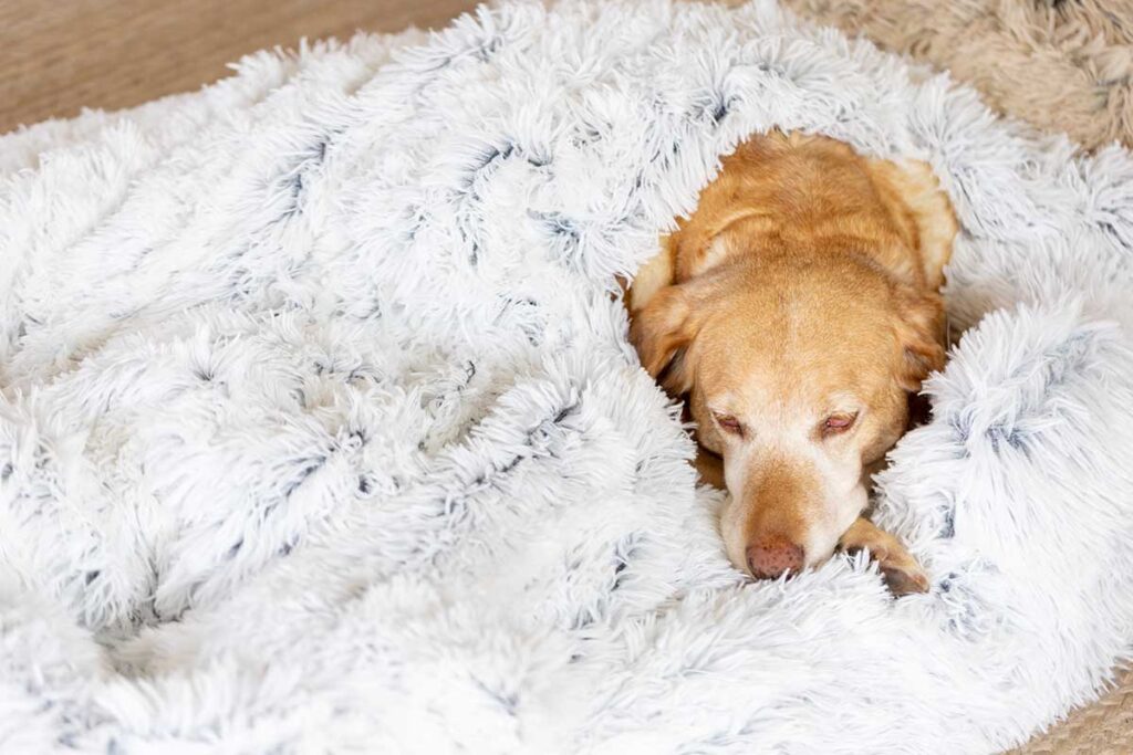 dog snuggling under a shag blanket