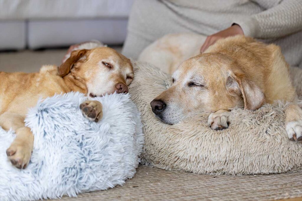 dogs in donut dog beds. how to keep dogs warm in winter