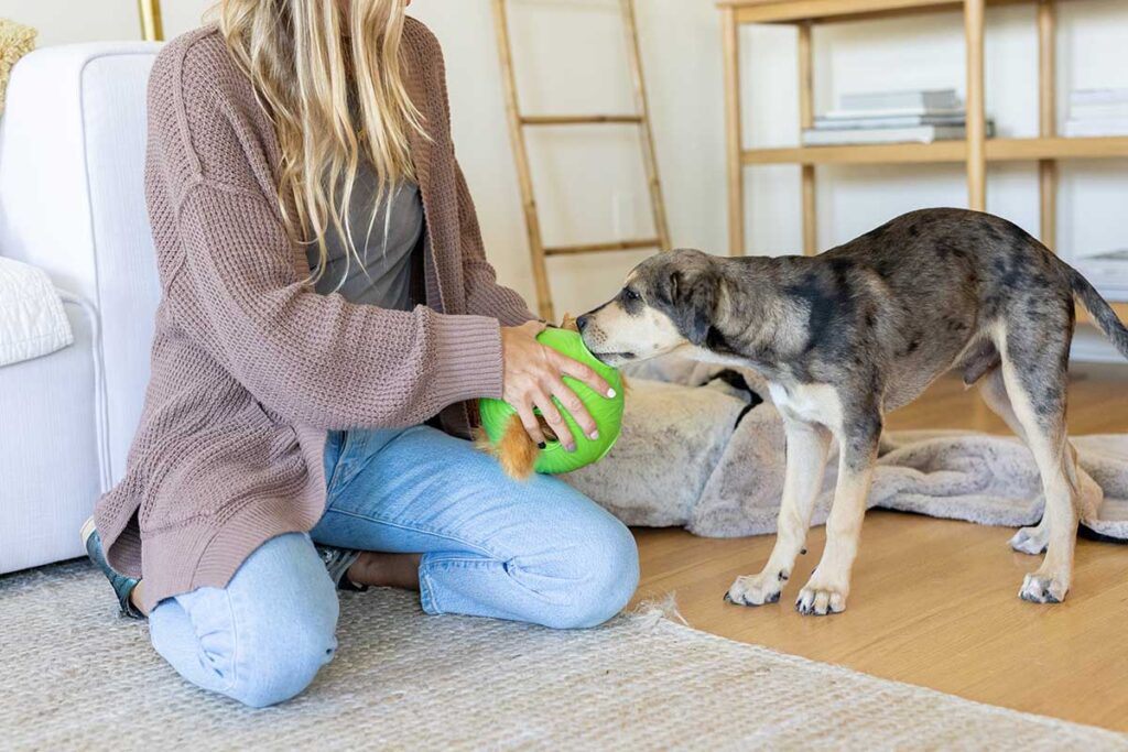 dog with interactive toy