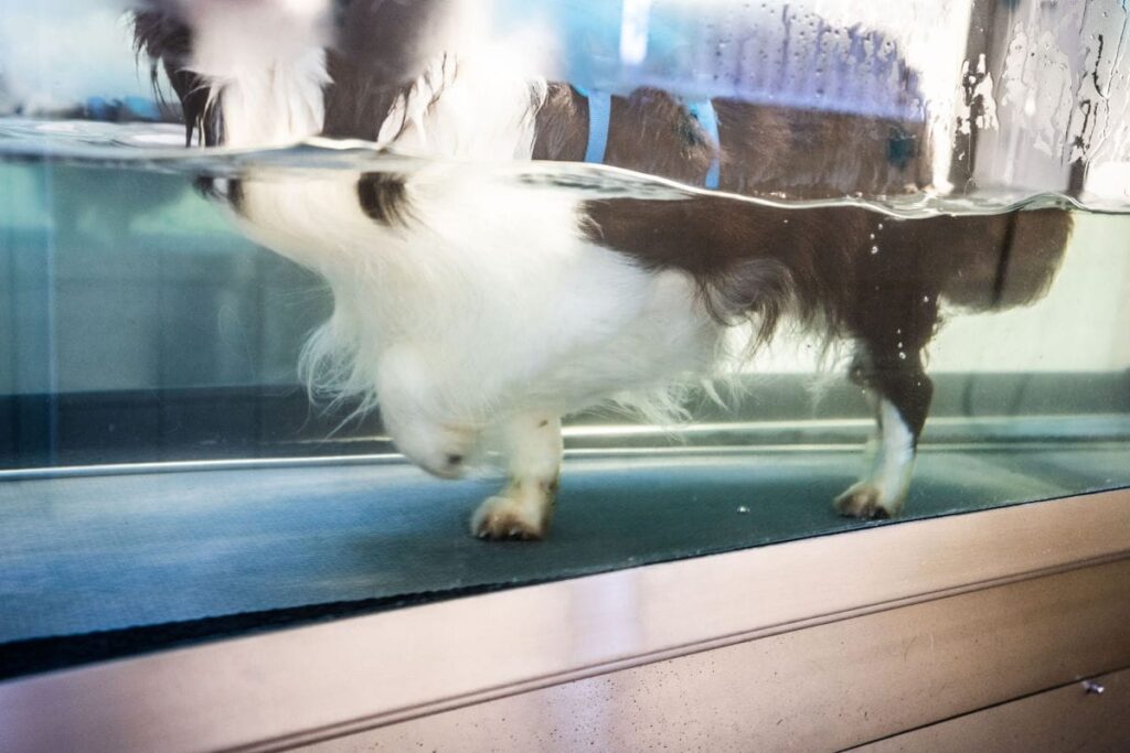 dog in a water treadmill