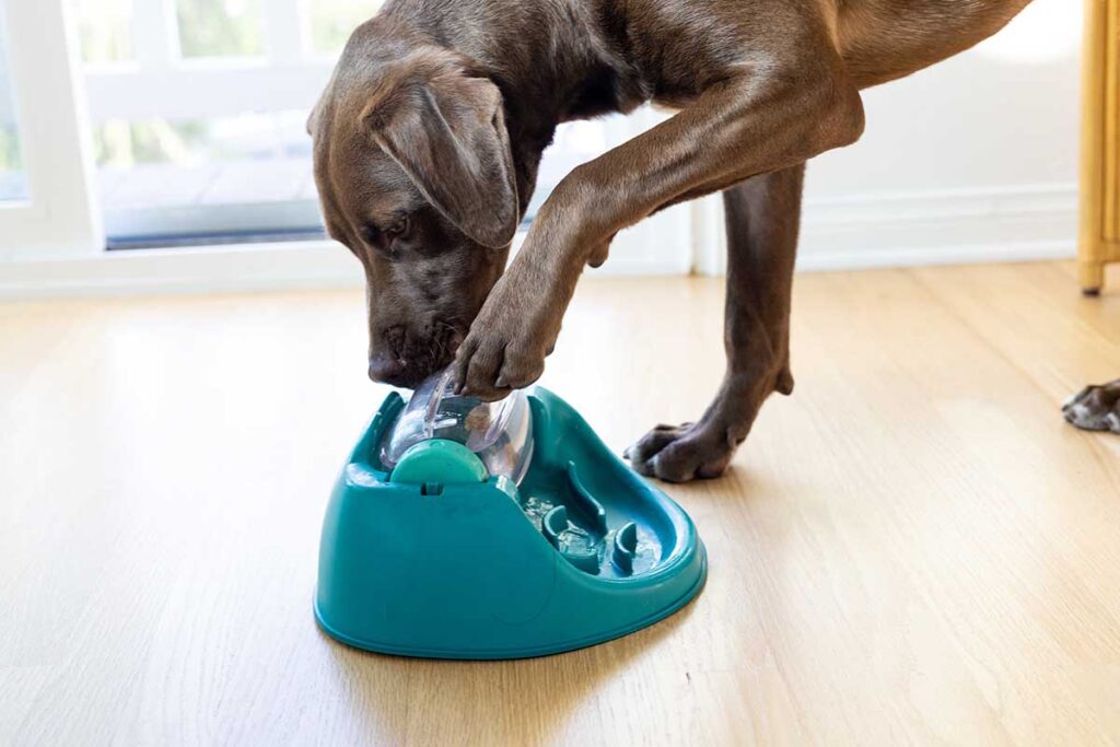 Tricks and Toys to Keep Dogs Busy When They're Alone