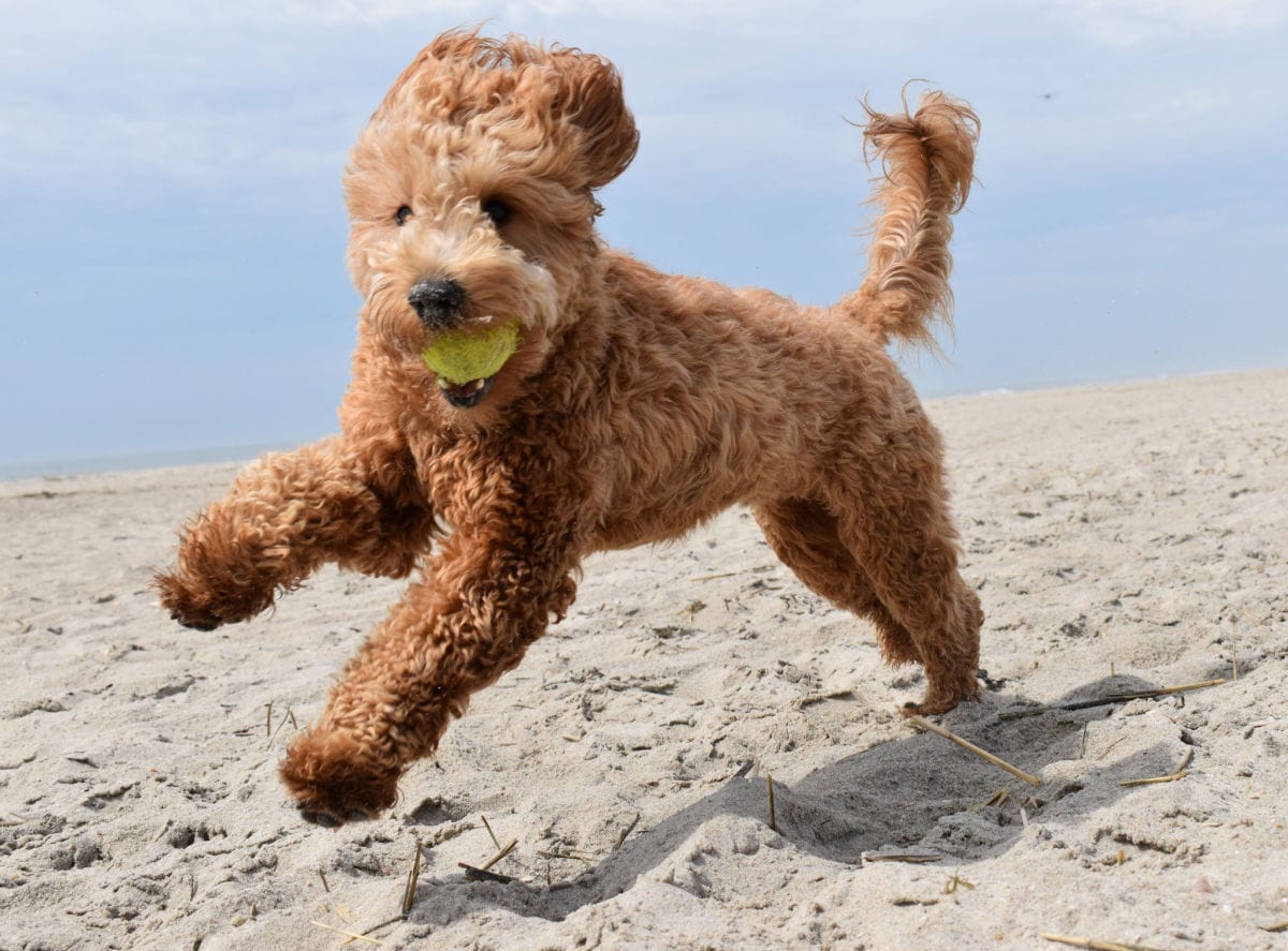 The Best Toys for Goldendoodles & Their Chaotic Energy