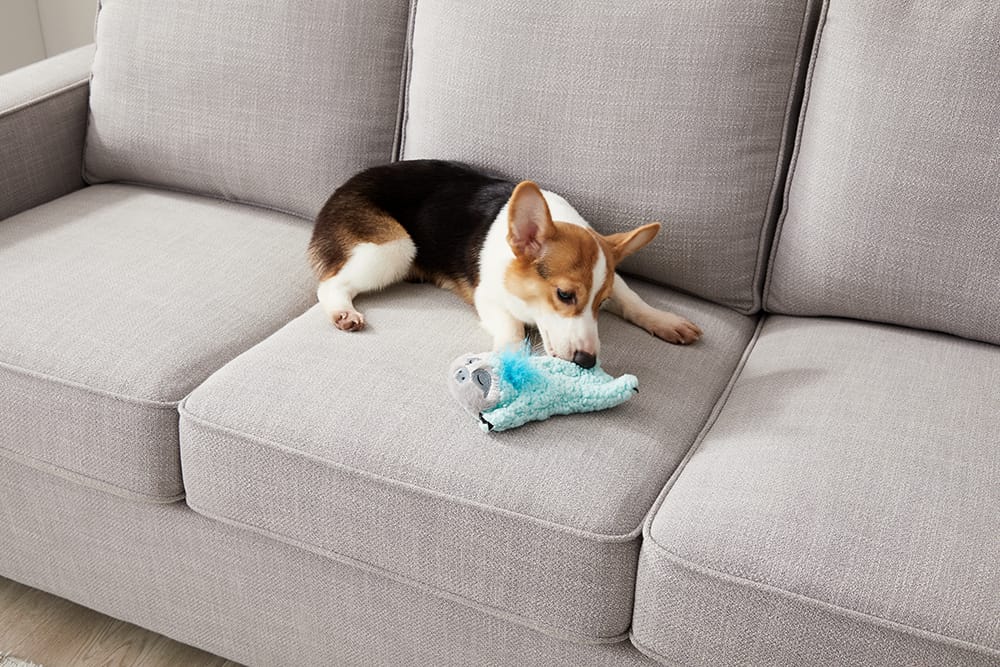 corgi with cuddle pal dog toy on a couch