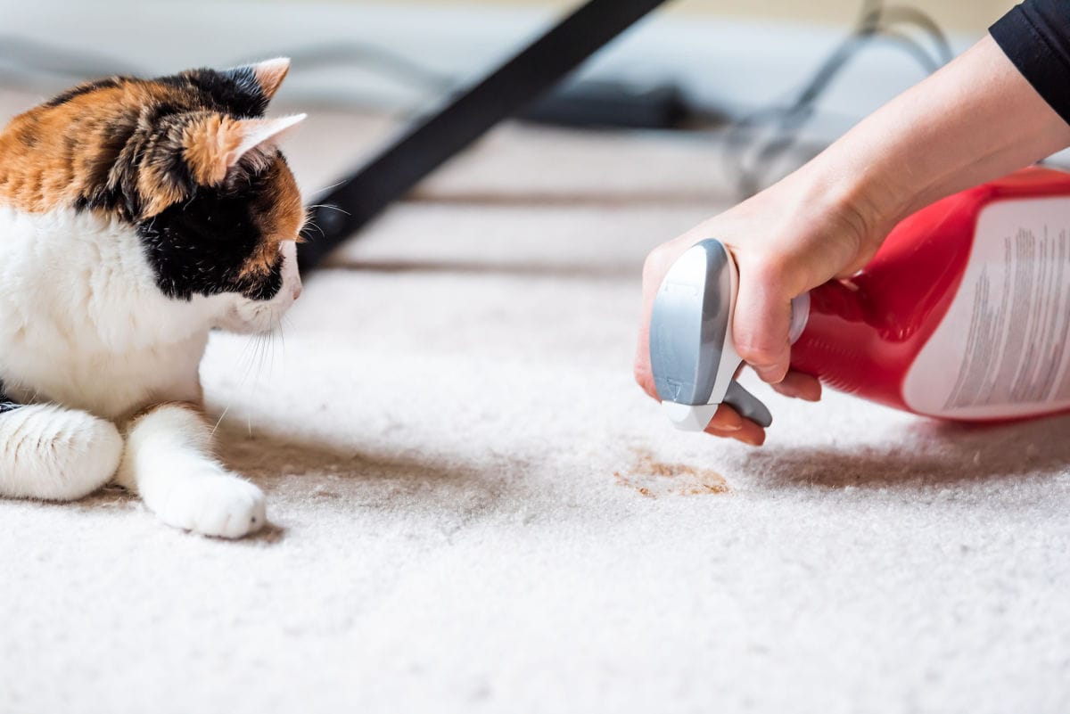 8 Reasons Why Your Cat Vomits After Eating