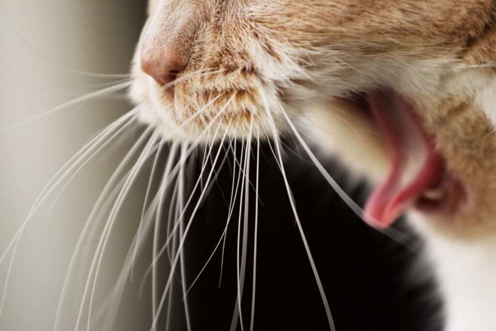 8 Reasons Why Your Cat Vomits After Eating Furtropolis