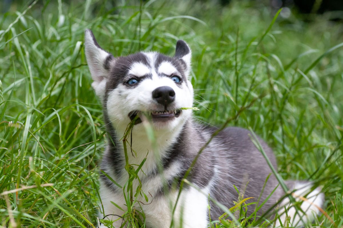 Curated visual reference: Visual Reference: Why Do Dogs Eat Grass Here Are 7 Possible Reasons