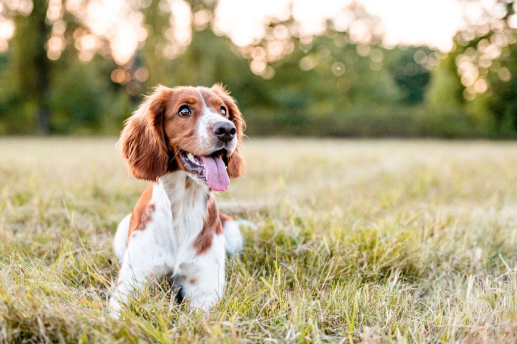 best toys for spaniels