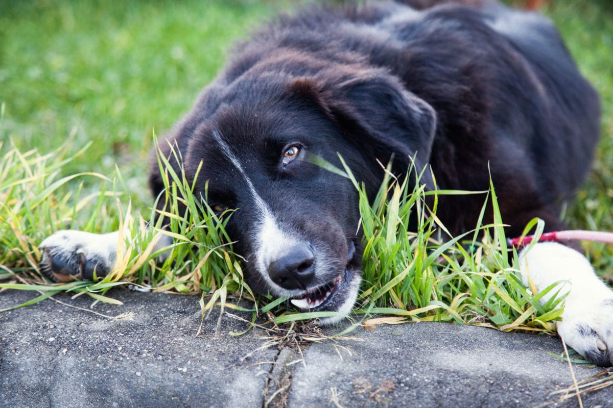 Why Do Dogs Eat Grass? Here are 7 Possible Reasons.