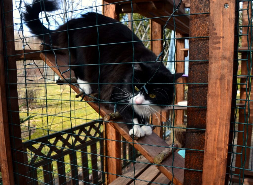 Indoor cat hotsell enclosure diy