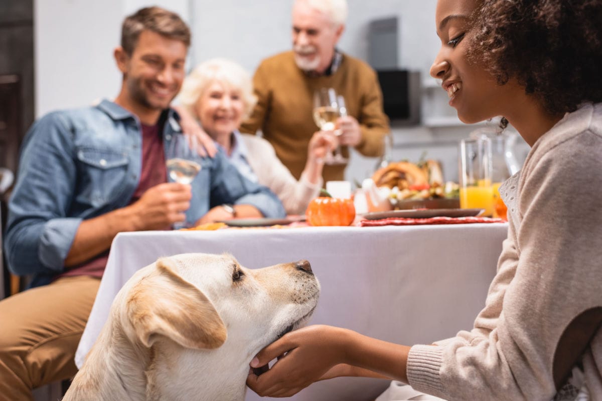 Hold the Eggnog: What to Do If Your Dog Drank Alcohol