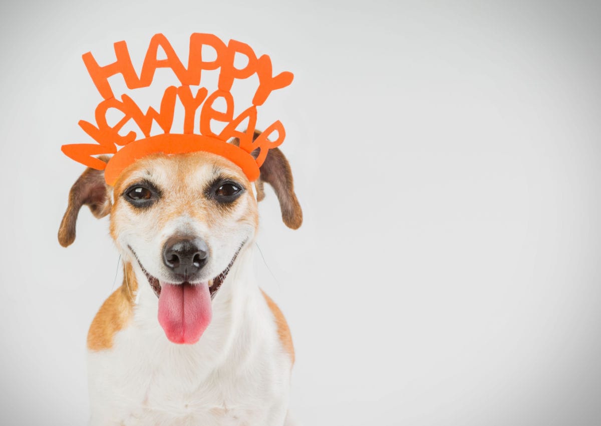 New Years Goals You Can Make With Your Dog