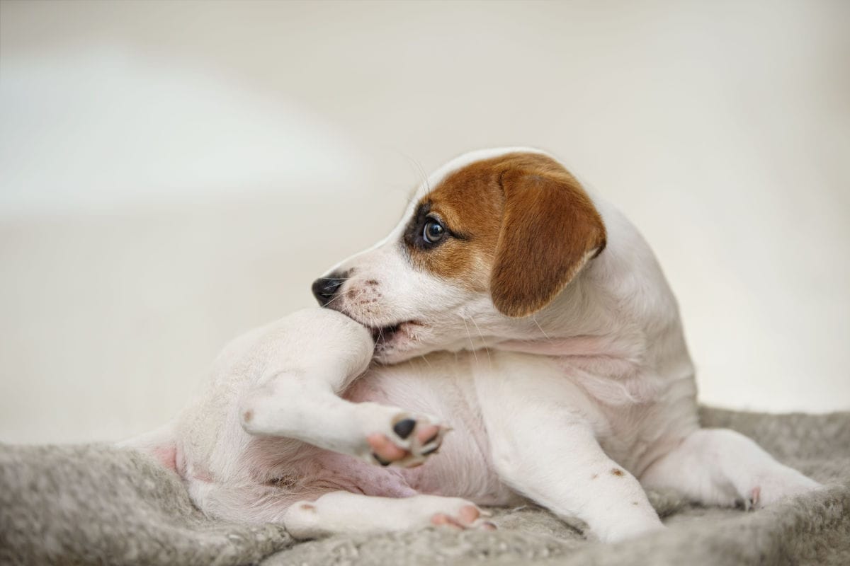 Skin Bumps & Sores: All About Staph Infection in Dogs