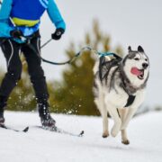 dog winter sports