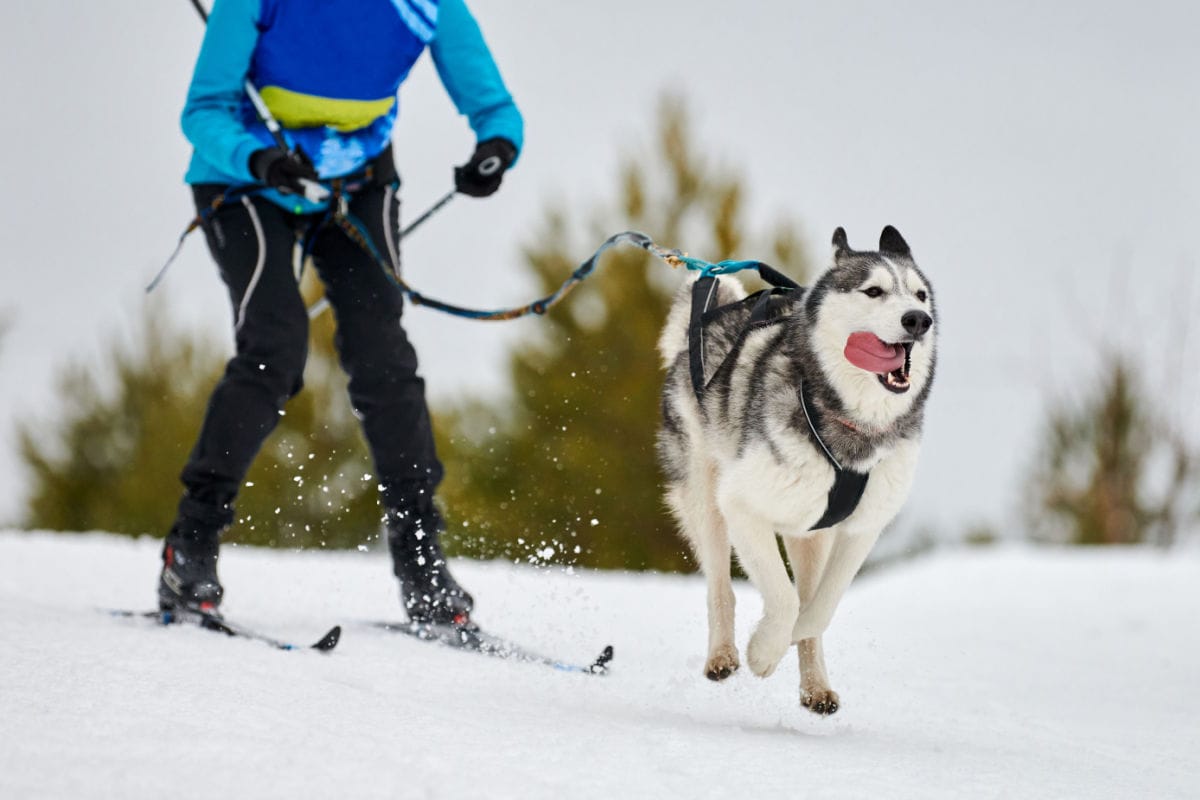 6 Winter Sports You And Your Pup Will Love