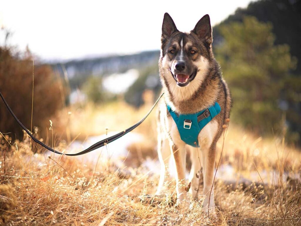 how to measure for a dog harness