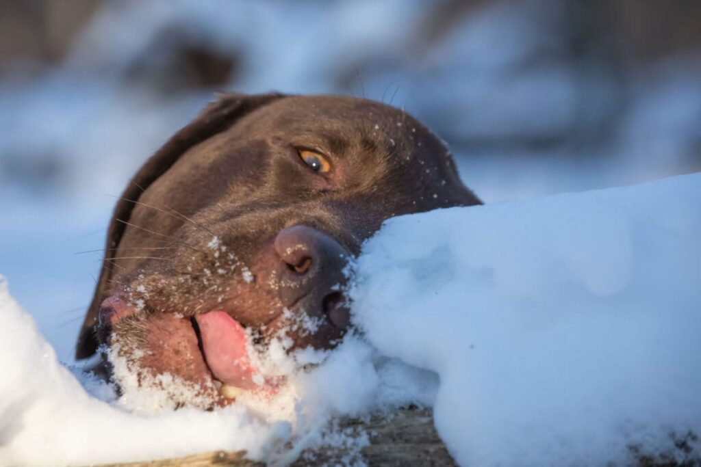 can dogs eat snow