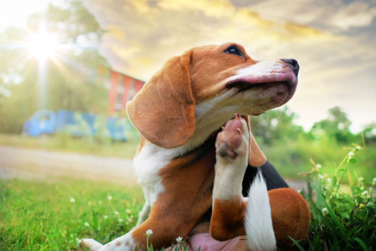How Do Dogs Get Fleas? – Furtropolis