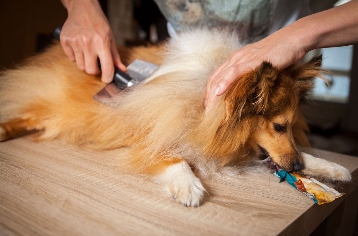 Dog Hair Mats: What to Do About Your Dog’s Tangled Do