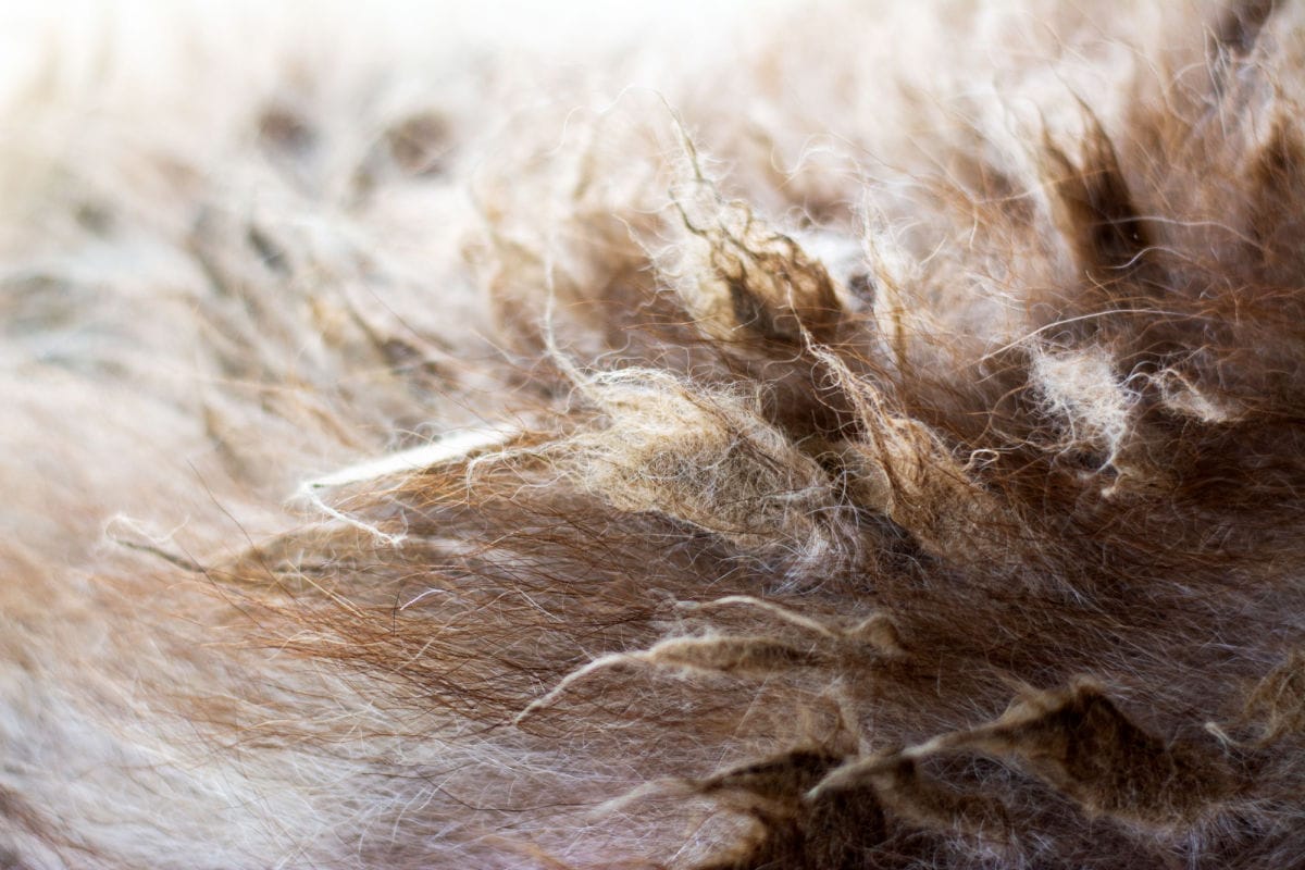 Dog Hair Mats: What to Do About Your Dog's Tangled Do – Furtropolis