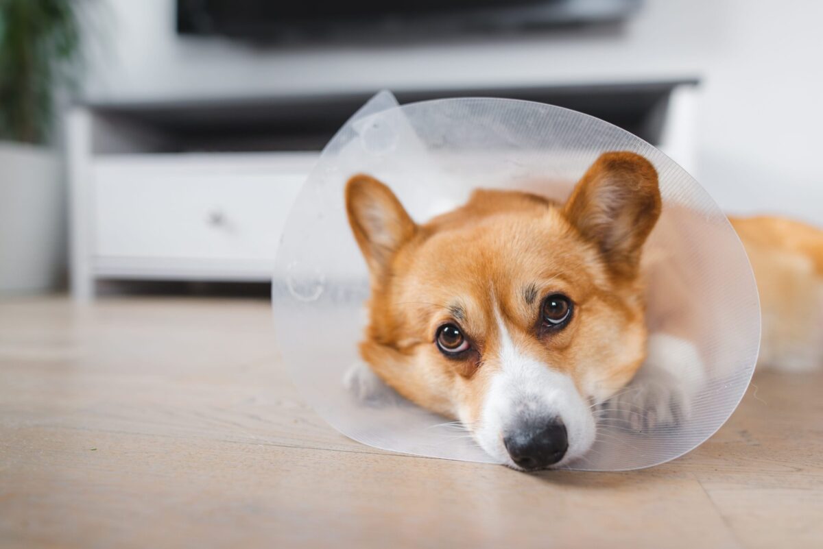 Lampshade No More: Alternatives to Dog Cones